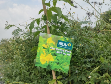 Hình ảnh trồng cây chuông vàng cho ngân hàng BIDV tại Long An 2023